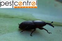 Beetle Pest Control Sydney image 3